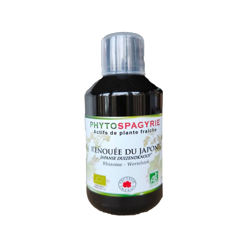 Renouée du Japon (Phytospagyrie) VECTEUR ENERGY